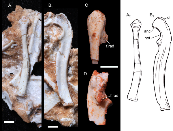 Mặc dù tuyến vú không có khả năng được lưu giữ dưới dạng hóa thạch nhưng các mô cứng của chúng được bảo quản khá tốt như: xương và răng của bộ hài cốt. Điều này đã giúp các nhà khoa học xác định chúng thuộc loài nào.