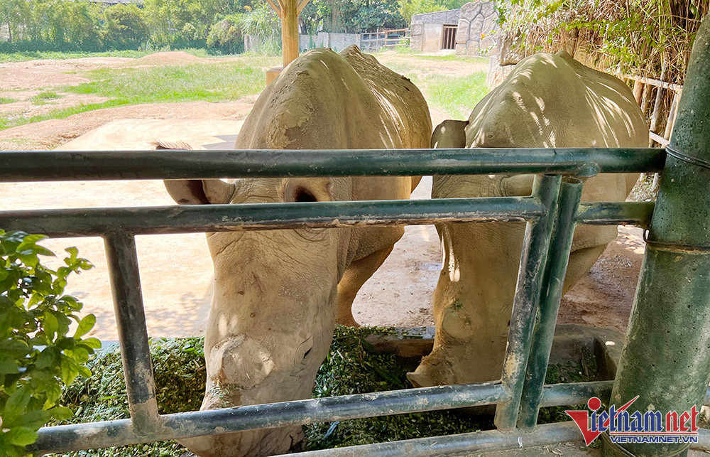 6 con tê giác này nằm trong số 9 cá thể được Khu sinh thái Mường Thanh Diễn Lâm mua từ châu Phi về phục vụ du lịch nhiều năm nay. Mỗi con tê giác nặng hơn 1 tấn và có giá khoảng 5 tỷ đồng/con. Ảnh: Vietnamnet.