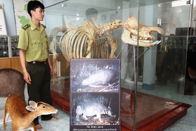 Vào tháng 10/2011, Quỹ Quốc tế bảo tồn thiên nhiên (WWF) họp báo công bố con tê giác bị sát hại ở vườn quốc gia Cát Tiên tháng 4/2010 là cá thể tê giác Java một sừng cuối cùng ở Việt Nam. Theo đó, năm 2010 đánh dấu sự tuyệt chủng của loài tê giác này ở nước ta. Ảnh: CAND.