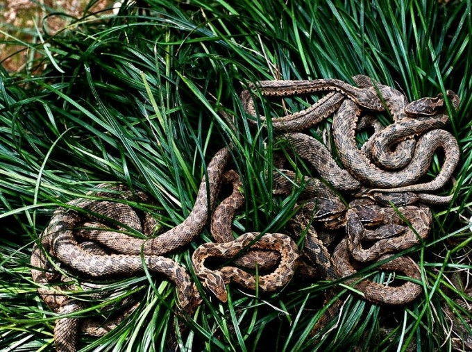 Đảo Ilha da Queimada Grande ở Brazil còn được biết đến với tên gọi đảo Rắn. Đúng như tên gọi, hòn đảo này là nơi cư trú của nhiều loài rắn độc. Hòn đảo rộng 430.000 m2 nhưng có tới hơn 400.000 con rắn sinh sống. Theo các nhà khoa học, mỗi mét vuông trên đảo Rắn có hơn 1 con rắn sinh sống. Một trong những loài rắn nguy hiểm nhất trên đảo Ilha da Queimada Grande là rắn hổ lục đầu giáo vàng.