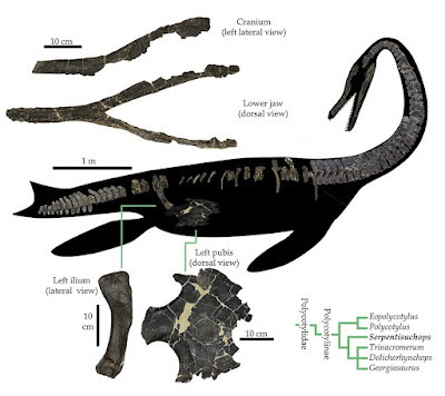 Sau 27 năm, nhà cổ sinh vật học Walter Scott Persons IV công tác tại Trường Đại học Charleston, South Carolina mới công bố kết quả nghiên cứu về những mảnh hóa thạch trên.