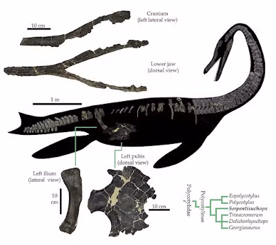 Sau 27 năm, nhà cổ sinh vật học Walter Scott Persons IV công tác tại Trường Đại học Charleston, South Carolina mới công bố kết quả nghiên cứu về những mảnh hóa thạch trên.