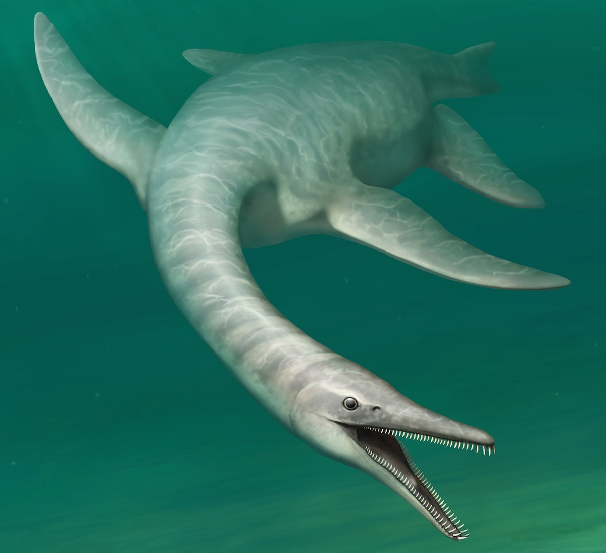 Theo kết quả nghiên cứu của ông Walter, những mảnh hóa thạch được tìm thấy năm 1995 thuộc về một loài chưa biết đến. Nó thuộc nhóm plesiosaurs, tức "thằn lằn đầu rắn".