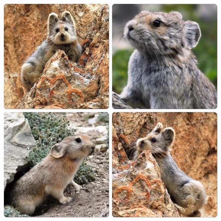 Thỏ Ili pikas phân bố nhiều ở vùng núi Thiên Sơn, Tân Cương, Trung Quốc. Loài này bị đe dọa bởi nhiều động vật ăn thịt như cáo, chồn, chim...