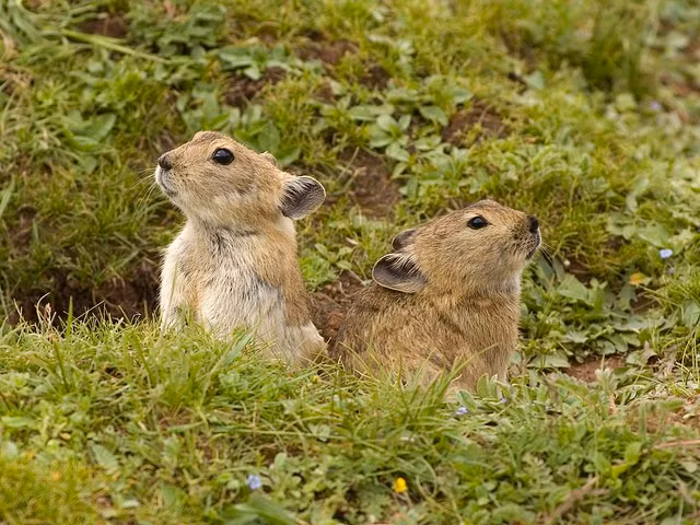 Thỏ Ili pikas có tên khoa học là Ochotona iliensis thuộc bộ thỏ và hiện chỉ được tìm thấy ở Trung Quốc. Chúng còn được gọi là "thỏ ma thuật".
