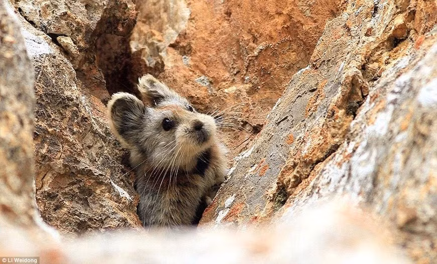 Lần cuối cùng ông Lý Duy Đông nhìn thấy loài thỏ quý hiếm này là vào năm 1990. Phải đến năm 2015, các nhà khoa học mới ghi nhận sự xuất hiện của thỏ Ili pikas tại vùng núi Tân Cương, Trung Quốc sau hơn 20 năm "mất tích".