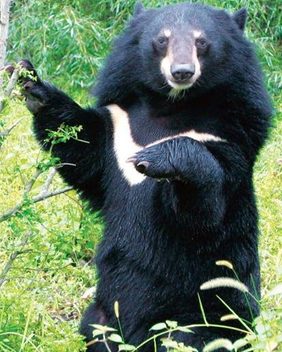 Loài gấu ngựa có quan hệ họ hàng rất gần với gấu đen Mỹ. Một số chuyên gia tin rằng chúng có chung nguồn gốc tổ tiên ở châu Âu. Ảnh: Namdong.klth.org.vn.