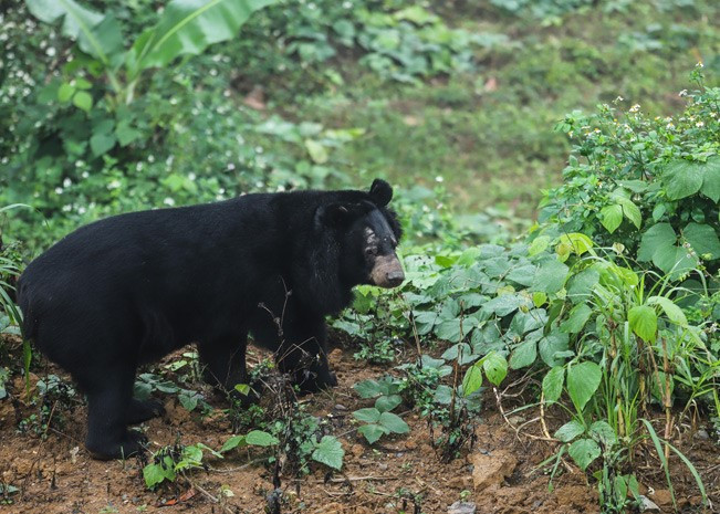 Gấu ngựa có tên khoa học là Ursus thibetanus. Loài này thuộc nhóm IB trong danh mục động vật rừng nguy cấp quý hiếm (theo nghị định 84/2021/NĐ-CP). Ảnh: Laocai.gov.vn.