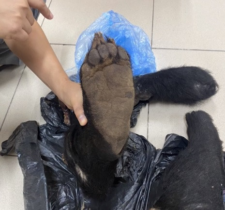 Theo kết quả giám định, 4 chi gấu mà Trần Ngọc Thịnh vận chuyển là gấu ngựa. Tại cơ quan điều tra, Trần Ngọc Thịnh khai nhận chỉ chở thuê số chi gấu này. Tổ công tác đã đưa Trần Ngọc Thịnh và tang vật về trụ sở để làm rõ. Hiện vụ việc được tiếp tục điều tra. Ảnh: An ninh thủ đô.