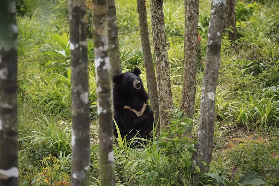 Loài động động quý hiếm này bị đe dọa chủ yếu là do tình trạng phá rừng và mất chỗ sinh sống. Ngoài ra, gấu ngựa còn trở thành mục tiêu của các đối tượng săn để lấy mật. Vì vậy, gấu ngựa đối mặt với nguy cơ tuyệt chủng nếu không được các cơ quan chức năng bảo vệ. Ảnh: Vinwonders.