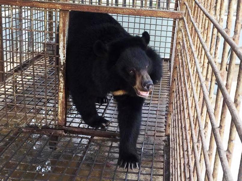 Còn được biết đến với tên gọi gấu đen Tây Tạng, gấu đen Himalaya, hay gấu đen châu Á, gấu ngựa là loài gấu kích thước trung bình. Chúng có vuốt sắc, lông màu đen với hình chữ "V" đặc trưng màu trắng hay kem trên ngực. Ảnh: Laocai.gov.vn.