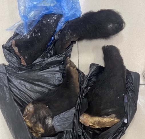 Vào ngày 5/9, tổ công tác Đội Cảnh sát ĐTTP về kinh tế, CAQ Long Biên đã phát hiện Trần Ngọc Thịnh, 39 tuổi, trú ở xã Phú Cường, huyện Sóc Sơn, chở thùng xốp bên trong cất giấu 4 chi gấu ngựa từ bến xe Nước Ngầm về khu đô thị Việt Hưng, quân Long Biên để giao cho khách. Ảnh: An ninh thủ đô.