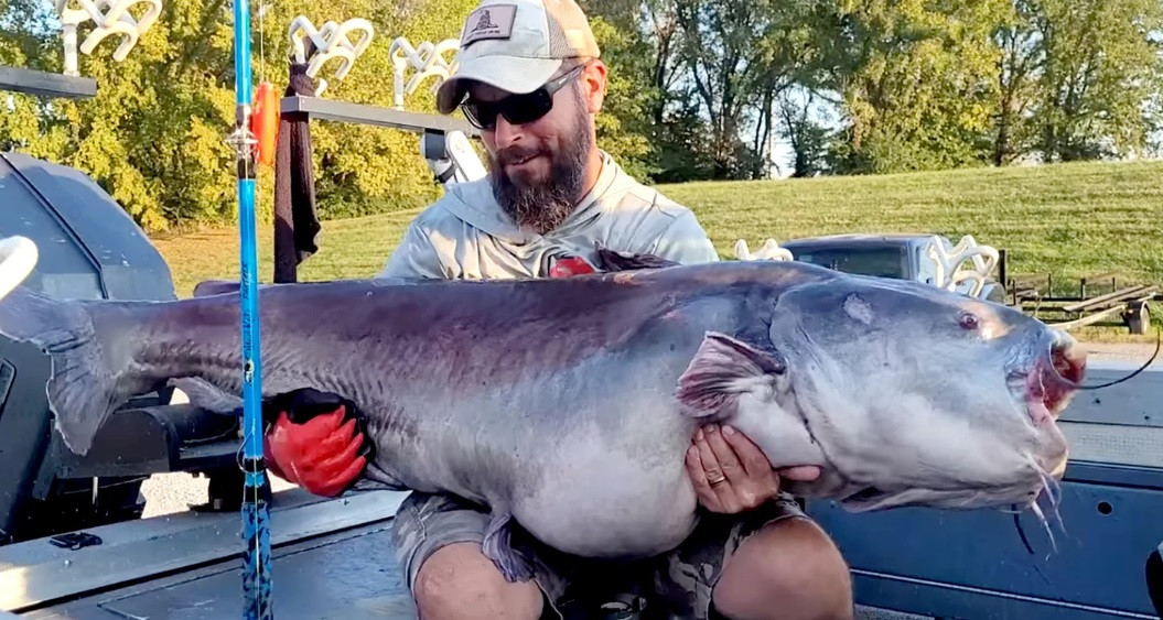 Sau khi kiểm tra kỹ con cá, anh Burkhart khẳng định thủy quái hơn 50 kg đó là một con cá da trơn. Sau đó, anh đã thả con cá trở lại sông sau đó.