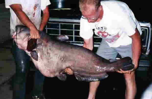 Theo Barry Cross - người phát ngôn của Cơ quan Tài nguyên Động vật Hoang dã Tennessee, kỷ lục trước đó do Robert E. Lewis xác lập khi người này bắt được một con cá da trơn nặng 50 kg ở sông Cumberland vào ngày 7/6/1998.