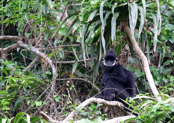 Loài vọoc gáy trắng thường đi kiếm ăn từ khoảng 5h sáng vào những ngày trời nắng gắt và khoảng 7h sáng trở về hang nghỉ ngơi. Ảnh: TTXVN.