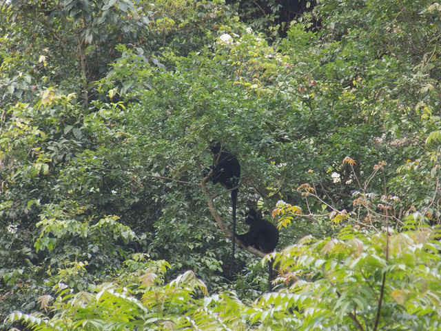 Theo các chuyên gia, voọc gáy trắng thường sống trên các dãy núi đá vôi, khu rừng rậm. Tại Việt Nam, chúng phân bố chủ yếu ở khu vực Vườn quốc gia Phong Nha - Kẻ Bàng. Số liệu thống kê từ năm 1998 cho thấy có gần 1.000 cá thể voọc gáy trắng sinh sống ở vùng rừng núi tỉnh Quảng Bình. Ảnh: baotainguyenmoitruong.