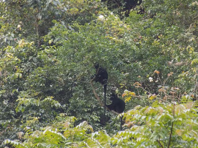 Theo các chuyên gia, voọc gáy trắng thường sống trên các dãy núi đá vôi, khu rừng rậm. Tại Việt Nam, chúng phân bố chủ yếu ở khu vực Vườn quốc gia Phong Nha - Kẻ Bàng. Số liệu thống kê từ năm 1998 cho thấy có gần 1.000 cá thể voọc gáy trắng sinh sống ở vùng rừng núi tỉnh Quảng Bình. Ảnh: baotainguyenmoitruong.
