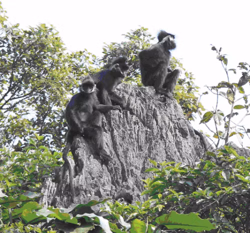 Đến khoảng 16h chiều, vọoc gáy trắng lại ra khỏi hang để tìm kiếm thức ăn. Khi trời tối, chúng trở về hang. Đến mùa Đông, loài vọoc gáy trắng ra khỏi hang muộn hơn để kiếm thức ăn và trở về hang sớm hơn. Ảnh: Chi cục Bảo vệ Môi trường.