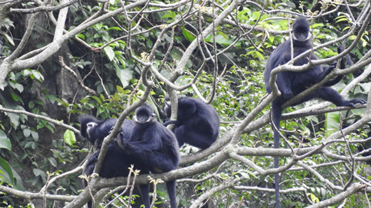 Trung tâm Nghiên cứu quản trị tài nguyên vùng cao (CEGORN), Chi cục Kiểm lâm tỉnh Quảng Bình và Ủy ban Nhân dân huyện Tuyên Hóa đã phối hợp tổ chức Hội thảo “Tổng kết mô hình hợp tác quản lý, bảo tồn voọc gáy trắng khu vực quy hoạch rừng đặc dụng huyện Tuyên Hóa - Định hướng giai đoạn tiếp theo”. Ảnh: Lao động.