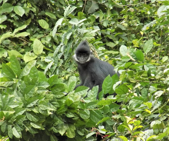 Theo báo cáo, vào năm 2012, 10 cá thể voọc gáy trắng được phát hiện lần đầu tiên. Chúng phân bố trên lèn đá Thiết Sơn thuộc địa bàn huyện Tuyên Hóa. Ảnh: Người lao động.
