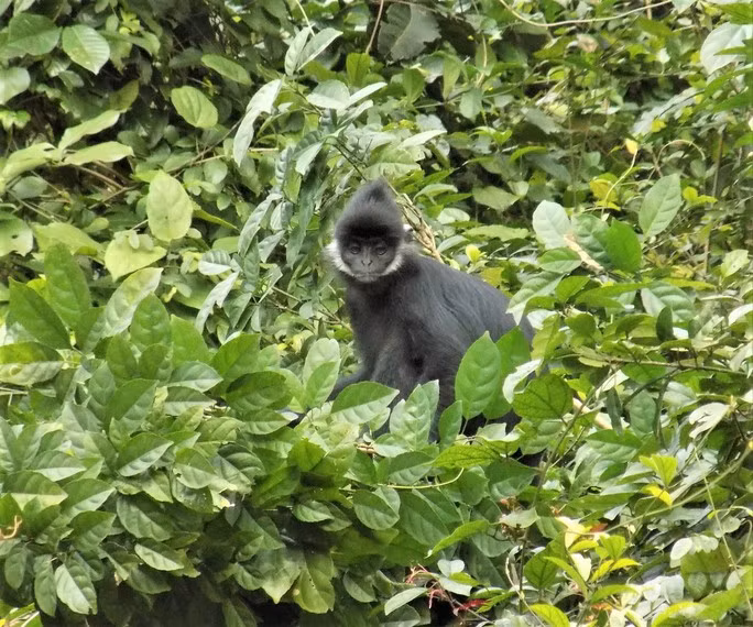 Theo báo cáo, vào năm 2012, 10 cá thể voọc gáy trắng được phát hiện lần đầu tiên. Chúng phân bố trên lèn đá Thiết Sơn thuộc địa bàn huyện Tuyên Hóa. Ảnh: Người lao động.