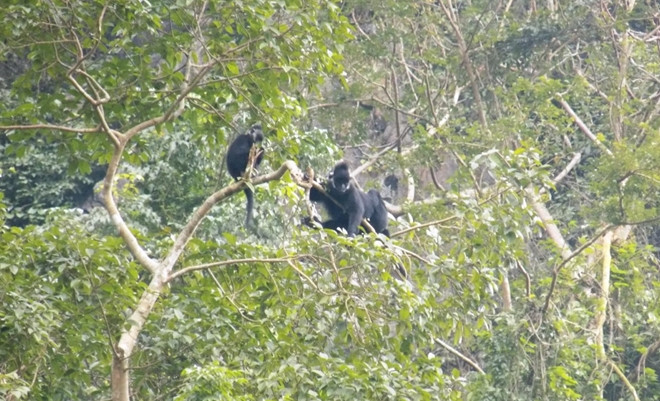Do là loài linh trưởng đặc biệt quý hiếm nên vọoc gáy trắng trở thành mục tiêu săn bắt trộm của một số đối tượng. Vì vậy, số lượng voọc gáy trắng trong tự nhiên dần suy giảm trong các khu vực rừng tự nhiên. Nhờ công tác bảo vệ, quản lý và bảo tồn nghiêm ngặt của các cơ quan có liên quan, số lượng đàn voọc gáy trắng tăng rất nhiều. Ảnh: Cảnh sát toàn cầu.