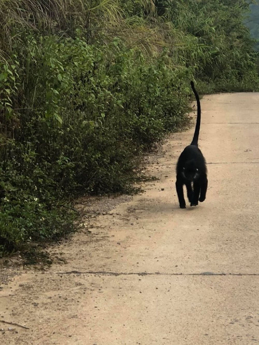 Nhờ những nỗ lực bảo tồn, Quảng Bình hiện có hơn 150 cá thể vọoc gáy trắng đang sinh sống trên các dãy đá vôi thuộc địa bàn huyện Tuyên Hóa. Ảnh: baotainguyenmoitruong.