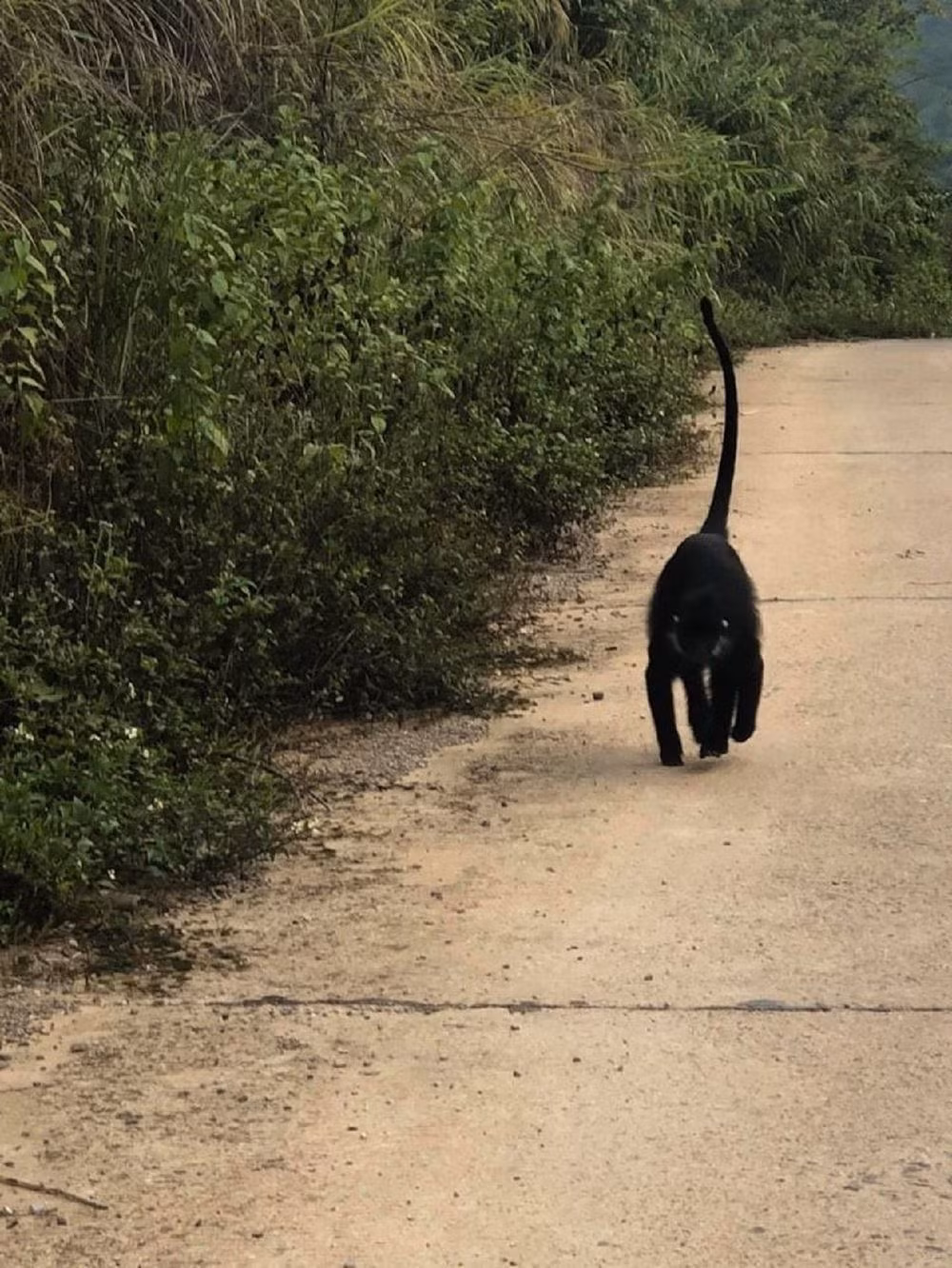 Nhờ những nỗ lực bảo tồn, Quảng Bình hiện có hơn 150 cá thể vọoc gáy trắng đang sinh sống trên các dãy đá vôi thuộc địa bàn huyện Tuyên Hóa. Ảnh: baotainguyenmoitruong.