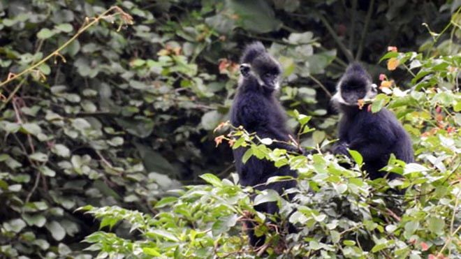 Voọc gáy trắng sống theo đàn, rất nhút nhát, ít khi xuống đất hay tiếp xúc với con người. Mỗi đàn từ vài chục cho đến hàng trăm con. Chúng thường tìm kiếm thức ăn trên các tán cây, leo trèo trên các mỏm đá cheo leo. Ảnh: Báo Sài Gòn Giải Phóng.