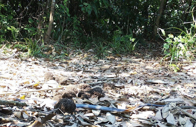 Là loài rắn có nọc độc cao, rắn hổ mang Trung Quốc thích săn mồi vào buổi tối khi thời tiết nóng. Thức ăn yêu thích gồm: cá, ếch, cóc, thằn lằn, rắn, chim, trứng chim và động vật gặm nhấm.