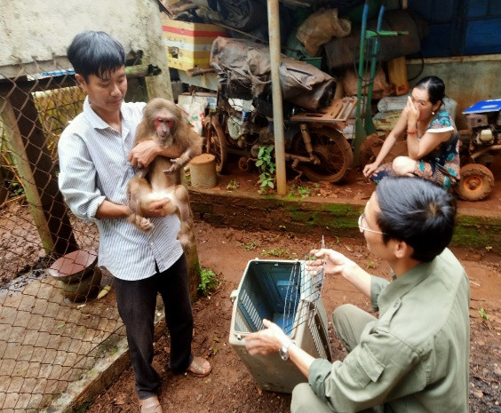 Khỉ mặt đỏ (tên khoa học là Macaca arctoides) là động vật rừng nguy cấp, quý, hiếm thuộc nhóm II B, có tên trong Sách đỏ Việt Nam và được thống kê trong Sách đỏ của IUCN 1997. Các cá thể khỉ mặt đỏ có màu lông sẫm pha đỏ, nâu hoặc đen. Các chương trình với mục đích nghiên cứu khoa học, bảo tồn và khai thác thương mại loài khỉ quý hiếm này yêu cầu phải có giấy phép.