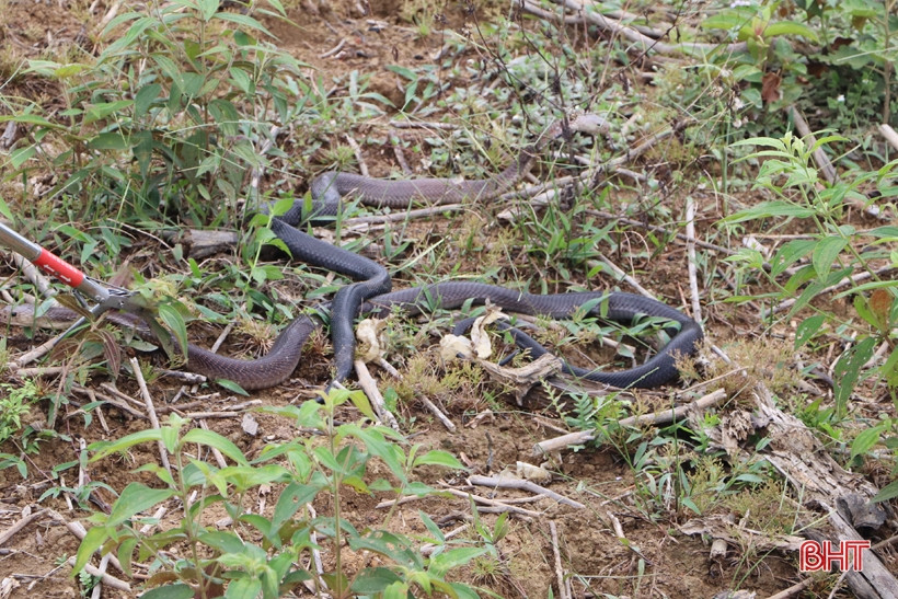 30 cá thể động vật hoang dã được thả về tự nhiên lần này gồm: 4 cá thể rắn hổ mang chúa, 20 cá thể rắn hổ mang Trung Quốc, 4 cá thể khỉ mặt đỏ và 2 cá thể khỉ vàng.