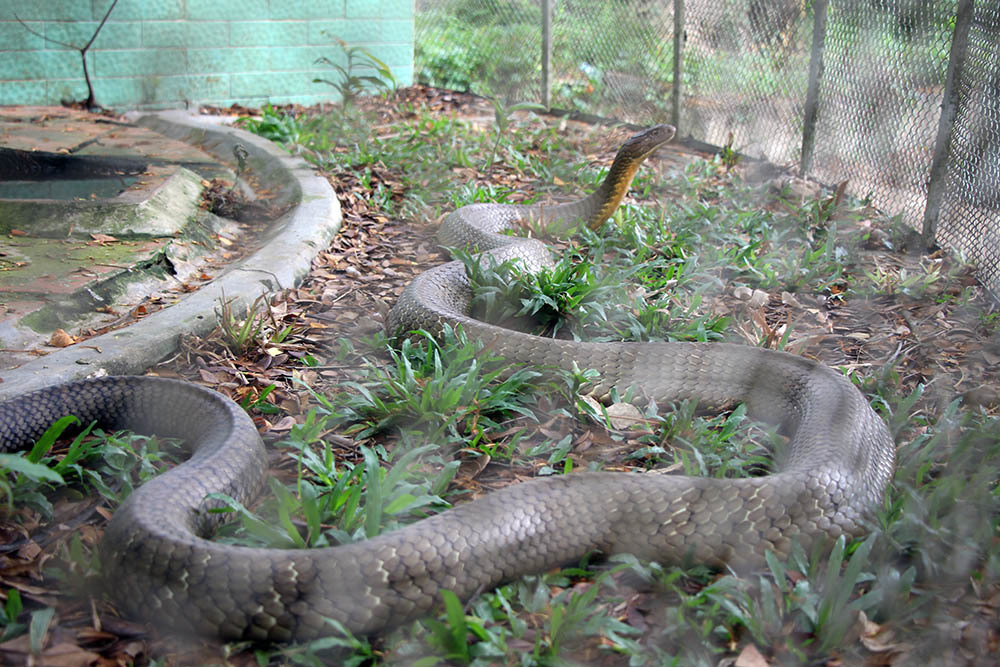 Rắn hổ mang chúa còn được gọi hổ mang vua. Đây là loài rắn độc thuộc họ Elapidae (họ rắn hổ), phân bố chủ yếu trong các vùng rừng rậm trải dài từ Ấn Độ đến Đông Nam Á. Loài rắn hổ mang chúa đang bị đe dọa do mất môi trường sống và được liệt kê là loài sắp nguy cấp trong sách đỏ IUCN từ năm 2010.