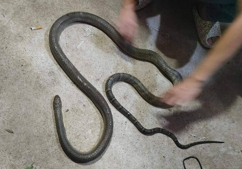 Trong số những động vật hoang dã được Vườn Quốc gia Vũ Quang tái thả lần này, rắn hổ mang chúa (tên khoa học là Ophiophagus hannah) là loài động vật quý hiếm thuộc nhóm IB có nguy cơ tuyệt chủng và cần được bảo vệ nghiêm ngặt.