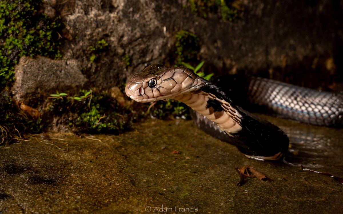 Rắn hổ mang Trung Quốc (tên khoa học là Naja Atra Cantor) thuộc họ rắn hổ Elapidae. Đây là loài động vật nguy cấp, quý hiếm thuộc Nhóm IIB, hạng VU trong danh lục đỏ IUCN.