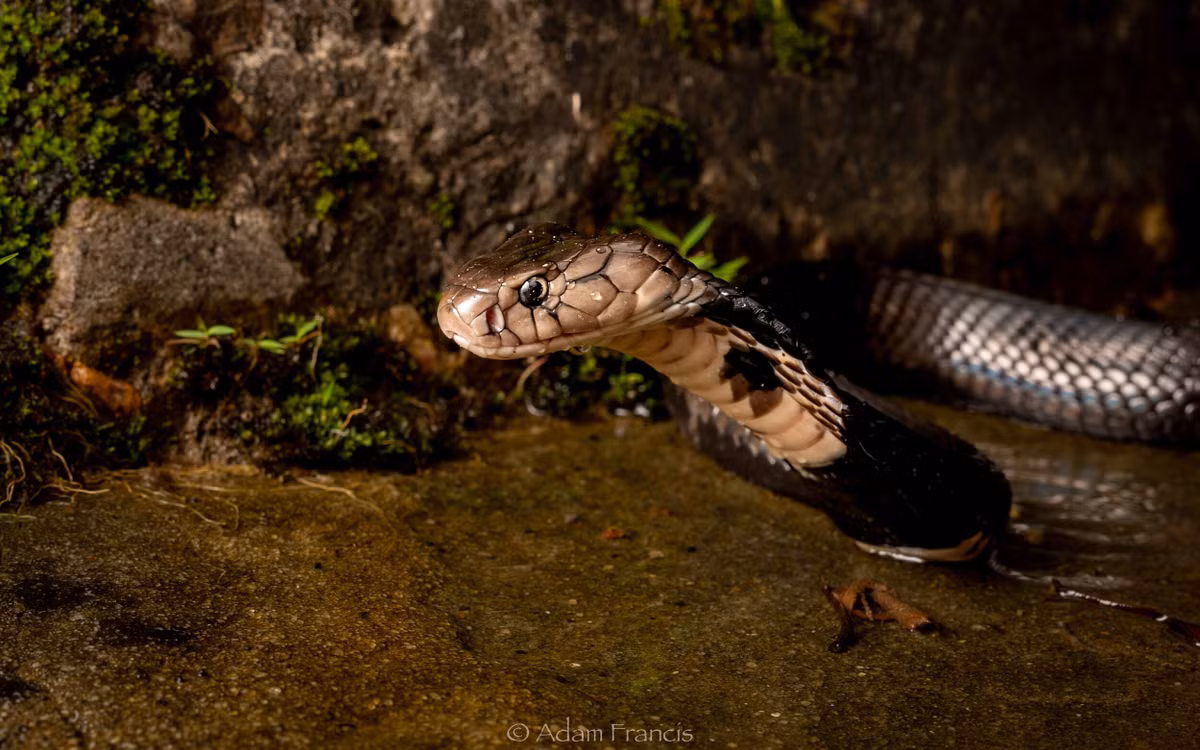 Rắn hổ mang Trung Quốc (tên khoa học là Naja Atra Cantor) thuộc họ rắn hổ Elapidae. Đây là loài động vật nguy cấp, quý hiếm thuộc Nhóm IIB, hạng VU trong danh lục đỏ IUCN.