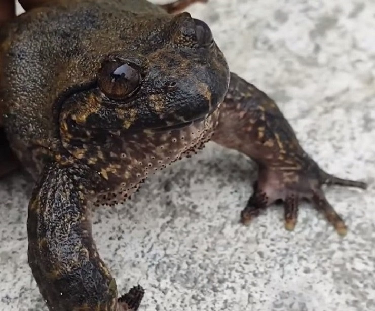 Người Dao đỏ địa phương thường gọi ếch hương là "Tồng Keng" (theo tiếng dân tộc có nghĩa là ếch lớn). Theo người Dao đỏ, loài ếch hương rừng xuất hiện ở vùng đất Mẫu Sơn từ hơn nghìn năm nay.