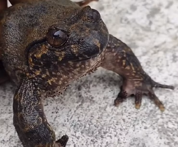 Người Dao đỏ địa phương thường gọi ếch hương là "Tồng Keng" (theo tiếng dân tộc có nghĩa là ếch lớn). Theo người Dao đỏ, loài ếch hương rừng xuất hiện ở vùng đất Mẫu Sơn từ hơn nghìn năm nay.