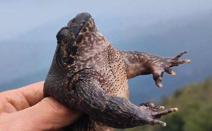 Trong khi ếch đồng thường được bán với giá 70.000 đồng mỗi kg thì giá ếch hương đắt gấp 7 - 12 lần. Thậm chí, ngay cả khi có tiền thì khách hàng cũng khó có thể mua được ếch hương rừng về thưởng thức do loài ếch này có số lượng khá ít trong tự nhiên.