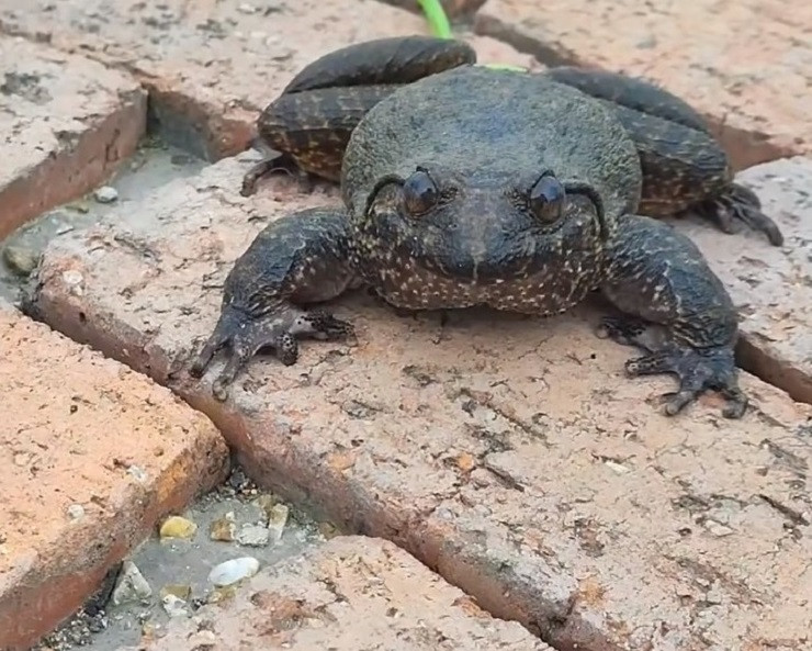 Một loài ếch quý hiếm nổi tiếng Việt Nam được nhiều người biết đến là ếch hương. Loài ếch này còn có một số tên gọi khác như ếch đại gia, ếch vương, ếch công nương.