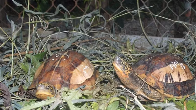 Thêm nữa, 10 cá thể trên đều là loài động vật rừng nguy cấp, quý hiếm theo quy định của Chính phủ về quản lý thực vật rừng, động vật rừng nguy cấp, quý, hiếm.