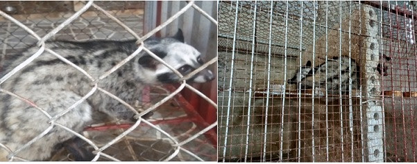 Cầy vòi hương hay còn gọi là chồn hương (Paradoxurus hermaphroditus) là loài động vật có vú thuộc họ cầy. Loài động vật này thuộc loài nguy cấp, quý hiếm, nhóm IIB. Cầy vòi hương là loài bản địa của khu vực Nam Á, Đông Nam Á và miền nam Trung Quốc. Đây cũng là loại cầy phổ biến nhất tại Việt Nam.