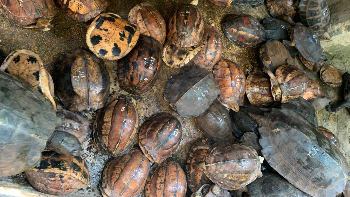 Rùa hộp trán vàng miền Trung (tên khoa học là Cuora bourreti) hay còn gọi là rùa hộp Bua-rê là động vật hoang dã thuộc danh mục loài nguy cấp, quý, hiếm được ưu tiên bảo vệ theo Nghị định 160/2013/NĐ-CP của Chính phủ, thuộc nhóm loài được bảo vệ ở cấp độ bảo vệ cao nhất theo quy định pháp luật Việt Nam.