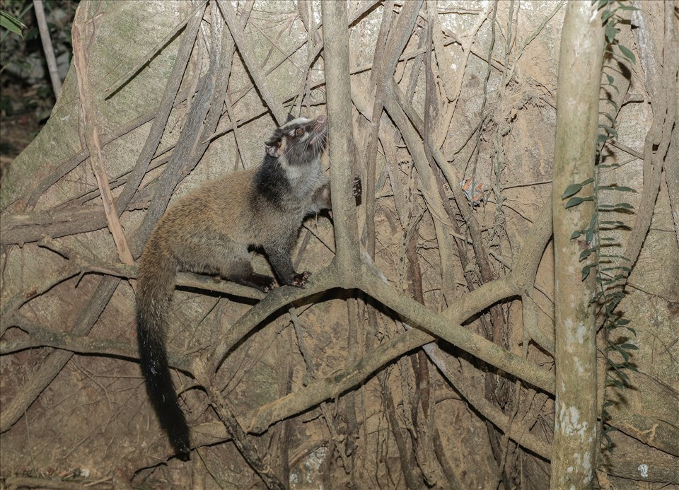 Cầy vòi mốc (Paguma Larvata) thuộc bộ thú ăn thịt, nằm trong Sách đỏ thế giới (UICN) và huộc nhóm IIB - danh mục động vật rừng nguy cấp, quý hiếm cần được bảo vệ.