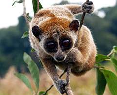 Cu li nhỏ (Nycticebus pygmaeus) là một trong 2 loài cu li ở Việt Nam (loài còn lại là cu li lớn (Nycticebus coucang)). Loài này đang bị đe dọa tuyệt chủng nghiêm trọng nên được đưa vào Sách đỏ Việt Nam và bị cấm nuôi nhốt, buôn bán.