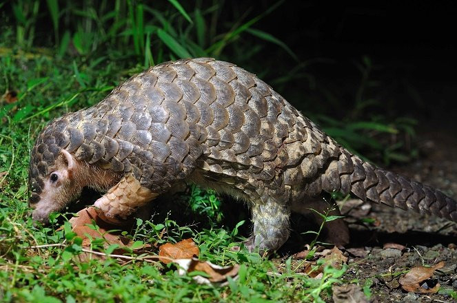 Trong đó, tê tê Java có danh pháp hai phần: Manis javanica, còn gọi là trút Java (tiếng Pháp gọi là Tê tê Mã Lai, tiếng Anh là Tê tê Sunda) là loài động vật có vú thuộc Bộ Tê tê (Pholidota) với bản địa Đông Nam Á bao gồm: Thái Lan, Indonesia (các đảo Java, Sumatra, Borneo và quần đảo Sunda nhỏ), Philippines, Việt Nam, Lào, Campuchia, Malaysia và Singapore. Loài này thuộc Danh mục động vật rừng nguy cấp, quý, hiếm nhóm IB.