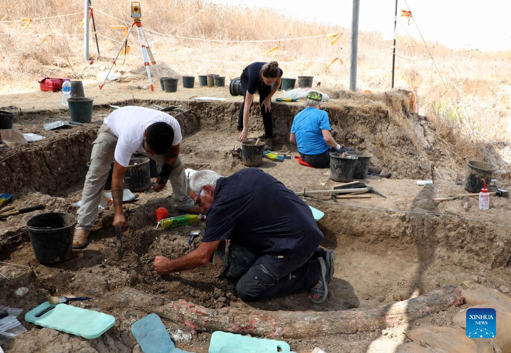 Theo các chuyên gia, ngà voi hiếm 500.000 năm tuổi trên thuộc loài voi khổng lồ đã tuyệt chủng. Nó có chiều dài 2,6m và nặng khoảng 150 kg.