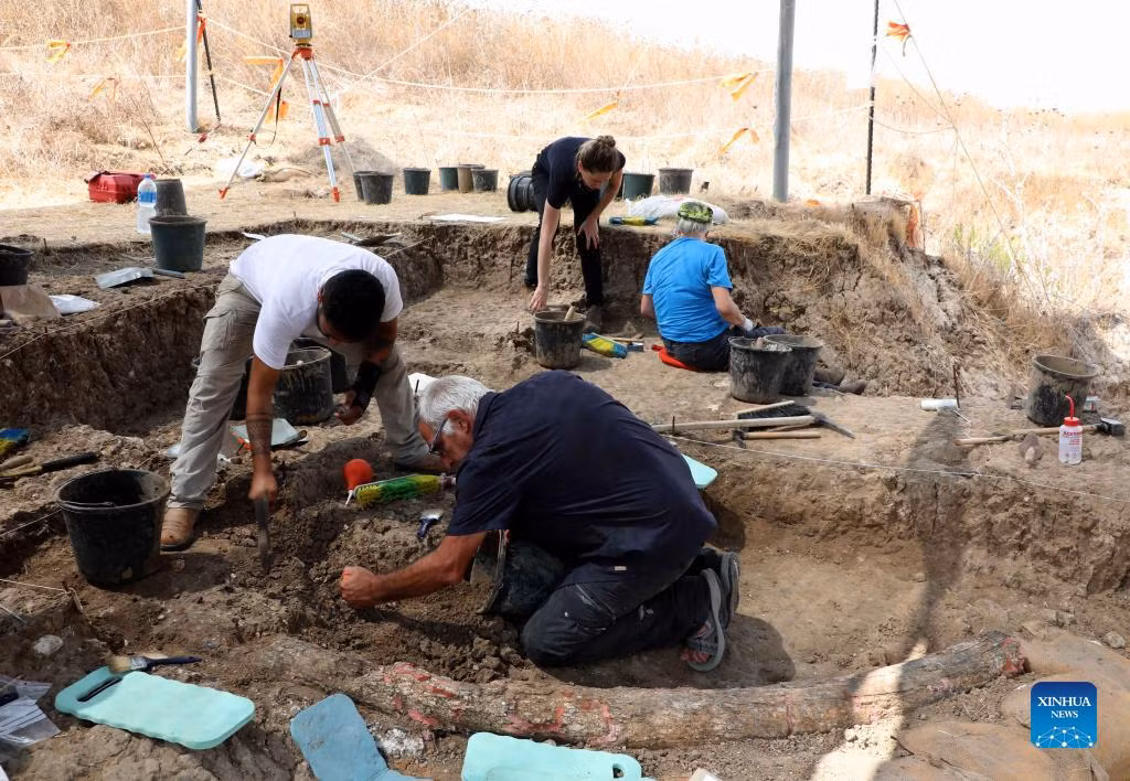 Theo các chuyên gia, ngà voi hiếm 500.000 năm tuổi trên thuộc loài voi khổng lồ đã tuyệt chủng. Nó có chiều dài 2,6m và nặng khoảng 150 kg.