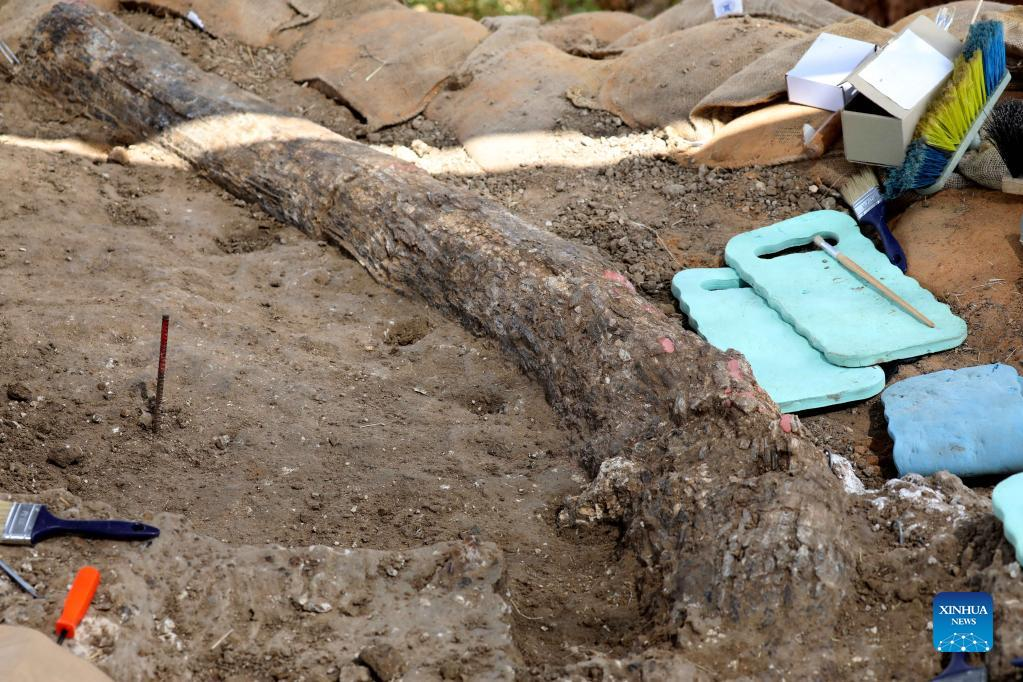 Các chuyên gia IAA cho hay ngà voi mới phát hiện là ngà voi hóa thạch hoàn chỉnh lớn nhất từng được tìm thấy ở khu vực Cận Đông.