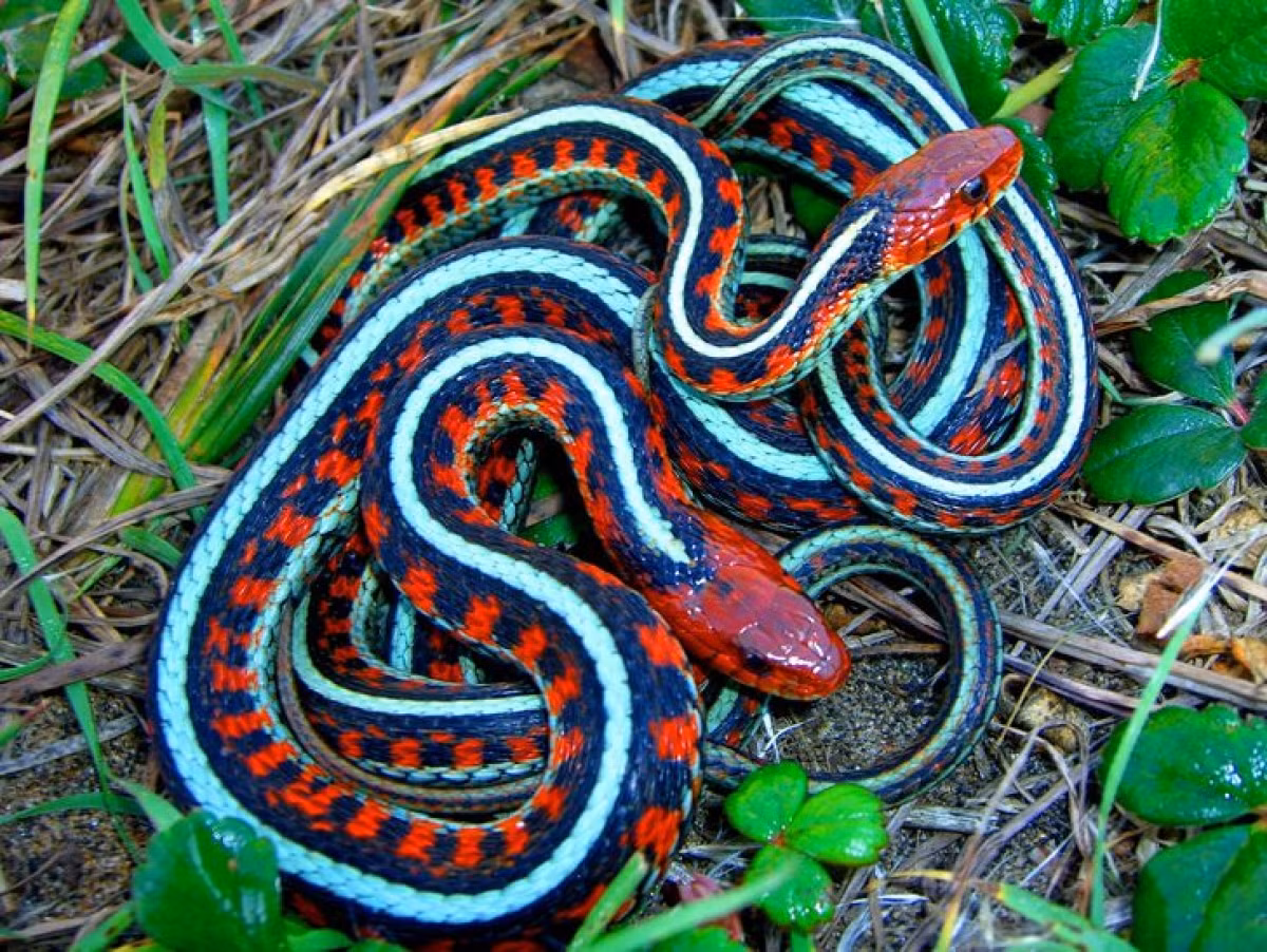 Rắn sọc đỏ California được tìm thấy nhiều ở Califronia, Mỹ. Loài rắn có màu sắc sặc sỡ này có thể thay đổi tùy theo khu vực sinh sống nhưng chủ yếu vẫn là những màu có tông sáng.